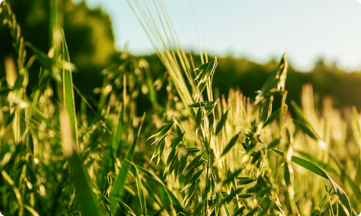 Landwirtschaftlicher Anbau